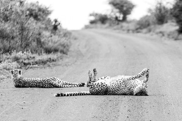 two cheetahs lying on a road in the savanna black and white wild life african safari
