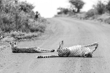 two cheetahs lying on a road in the savanna black and white wild life african safari © Living_Wild