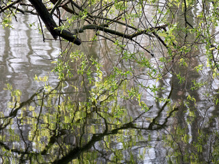Still life at the Merzdorfer Pond in Riesa (Saxony, Germany)