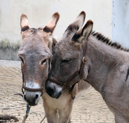 c&acirc;lins de 2 &acirc;nes