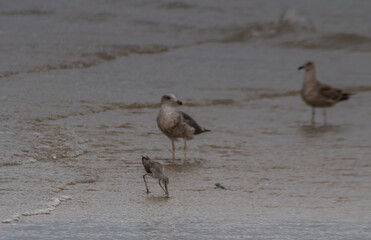Coastal Wanderers: Common Greenshank Birds Soaring Over Beach