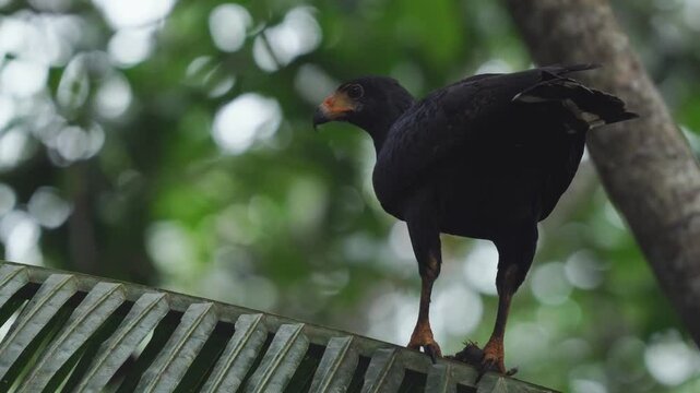 Ave Gavil&aacute;n Busardo Cangrejero negro comiendo cangrejo