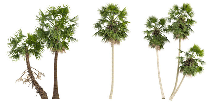 collection of Copernicia alba tree isolated on white background