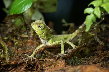 Baby forest dragon lizard inside a bush