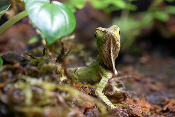 Baby forest dragon lizard inside a bush