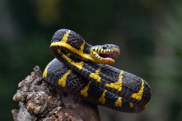 The gold-ringed cat snake in attacking position