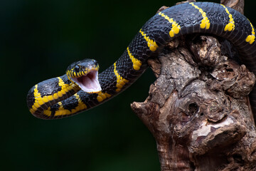 The gold-ringed cat snake in attacking position