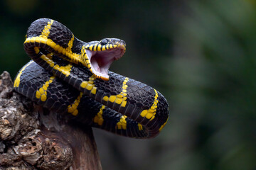 The gold-ringed cat snake in attacking position