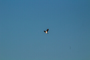 A Black-winged Kite Soaring in the Sky