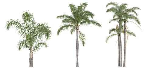 collection of Queen palm plant isolated on white background © Saifstock