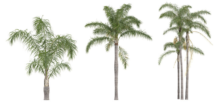 collection of Queen palm plant isolated on white background
