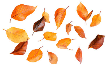 Obraz premium PNG Autumn leaves scattered on white