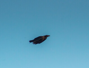 Airborne Spirits: Common Raven Birds Take Flight Like Airplanes