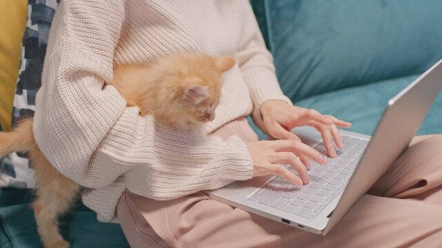 Close-up of cute fluffy little red kitten sitting on lap of its female owner. Woman take care of cat pet while working online at freelance, using laptop at home. Concept paw, obedience, friendship.