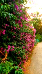 bougainvillea flowers