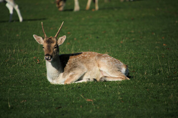 Fallow Deer in the Cheshire Countryside on a sunny Autumn day