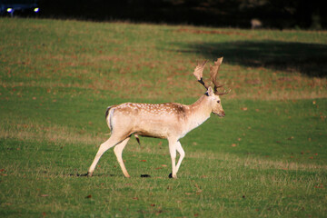 Fallow Deer in the Cheshire Countryside on a sunny Autumn day