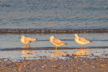 Coastal Trio: Three Slender-billed Gull Birds Gliding Above the Beach