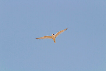 Obraz premium A Sandwich Tern Soaring with Wings Spread in the Sky