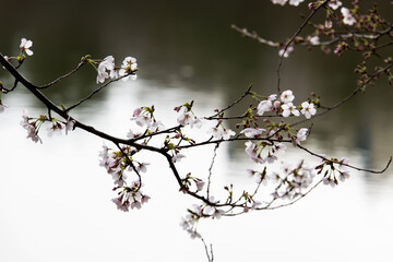 cherry blossom flowers on the lake