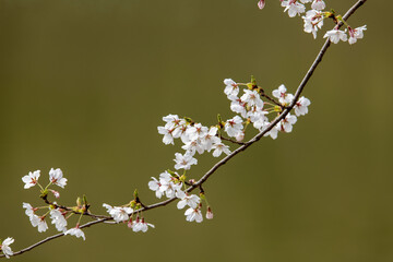 cherry blossom flowers on the lake