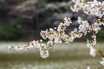 cherry blossom flowers on the lake