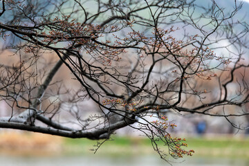 Fototapeta premium branches and buds on the lake in spring
