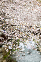 cherry blossom flowers on the stream in the cherry blossom festival