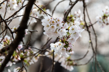 Obraz premium cherry blossom flowers in spring