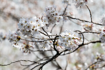 Fototapeta premium cherry blossom flowers in spring