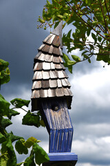 Baby Blue Bird Peeks From Birdhouse