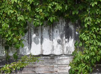 Background Ivy Covered Wooden Wall