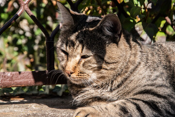 Tabby cat sleeping on stone fence in the garden on sunny summer day