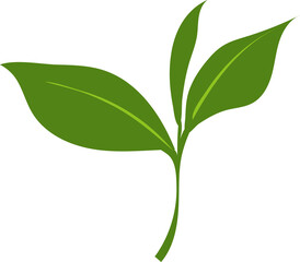 Fototapeta premium chinese tea related-tea leaf