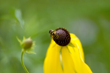 Bee on Yellow Cone Flower