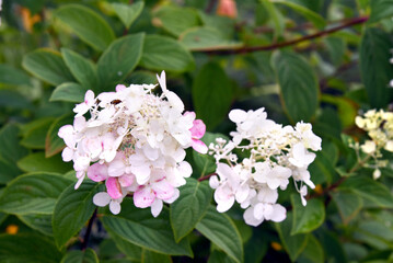 Beetle Emplores Hydrangea