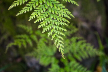 fern macro © Yuliya
