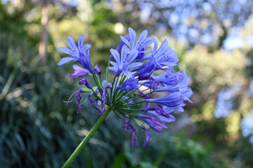 blue purple flowers