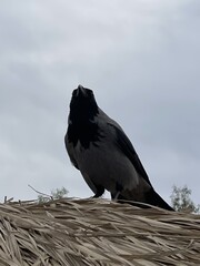 A crow perches on a straw roof under cloudy skies during the late afternoon hours