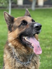 A playful German Shepherd basking in the sun at a green park with its mouth open