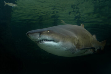 Fototapeta premium Sand tiger shark in the kelp forest. Carcharias taurus in Two ocean aquarium in Cape Town. Sharks around coast line in South Africa. 