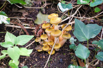 yellow mushrooms