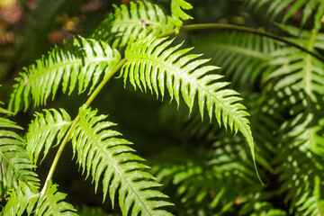 fern macro