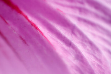 purple background of flower petal out of focus