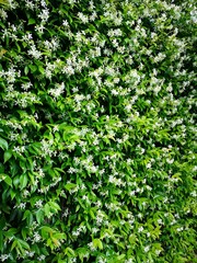 Obraz premium Tuscan Jasmine climber in full bloom. Close up view.