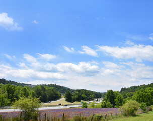 Flowers Decorate Roadside on Interstate 26