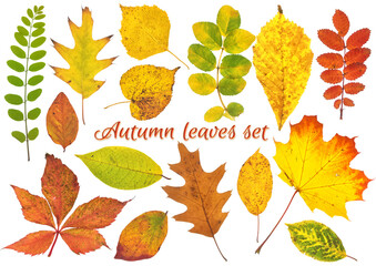 Autumn leaves maple wild grapes elm linden oak chestnut tree rowan isolated on white