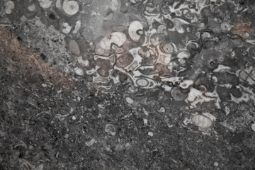 Section of building materials with ancient fossils