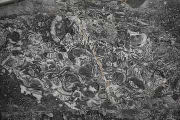 Section of building materials with ancient fossils