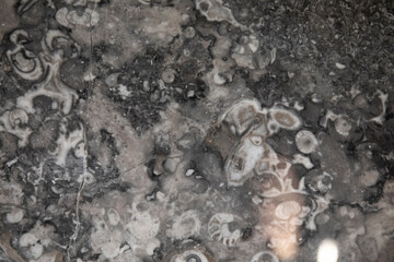 Section of building materials with ancient fossils